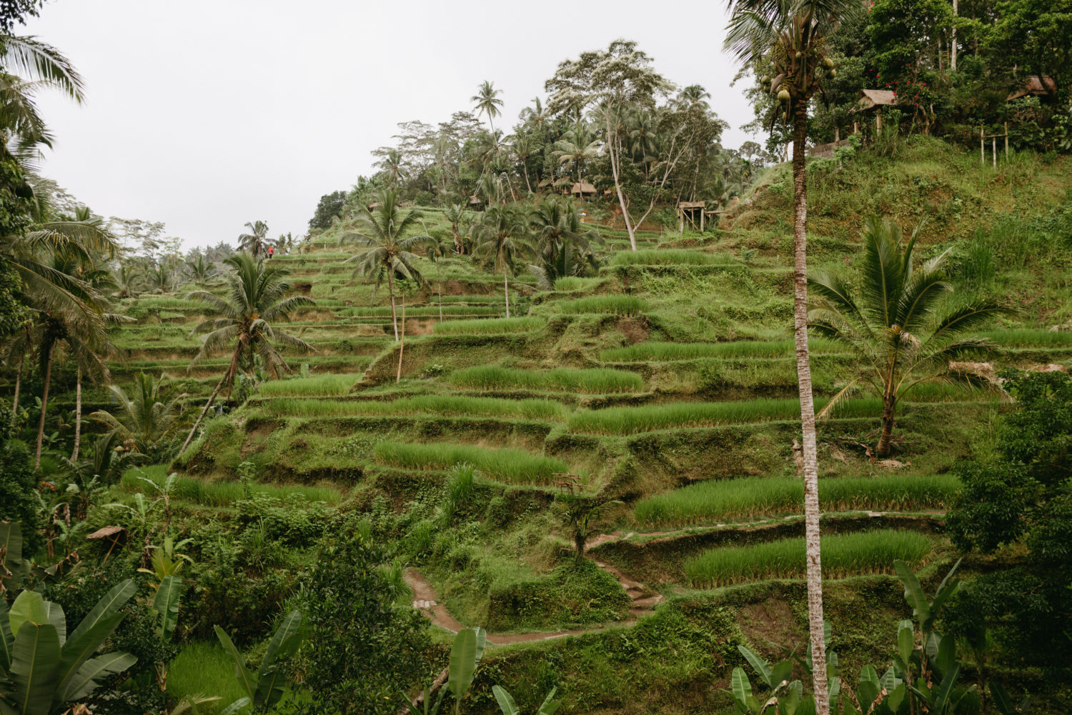 Bali rice fields travel