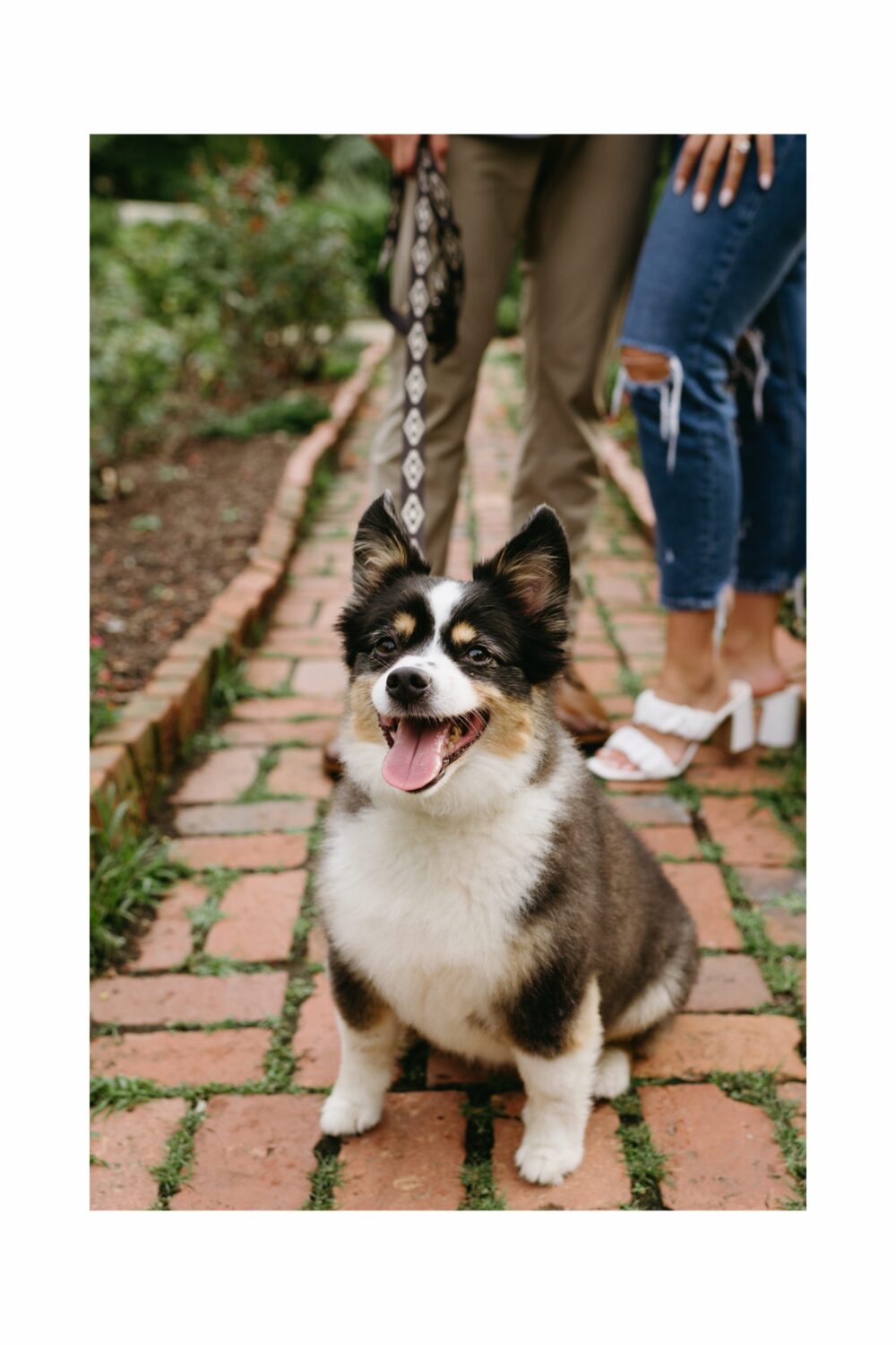 small dog smiling at camera engagement session